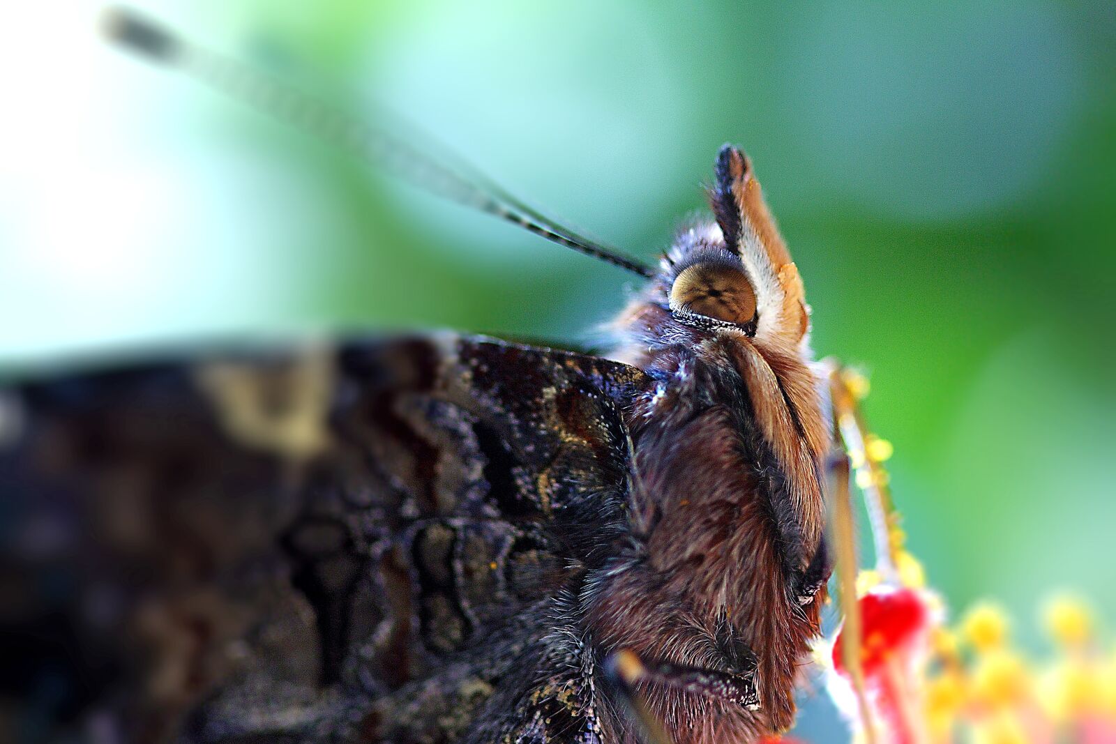 Canon EOS 350D (EOS Digital Rebel XT / EOS Kiss Digital N) sample photo. Butterfly, close up, macro photography