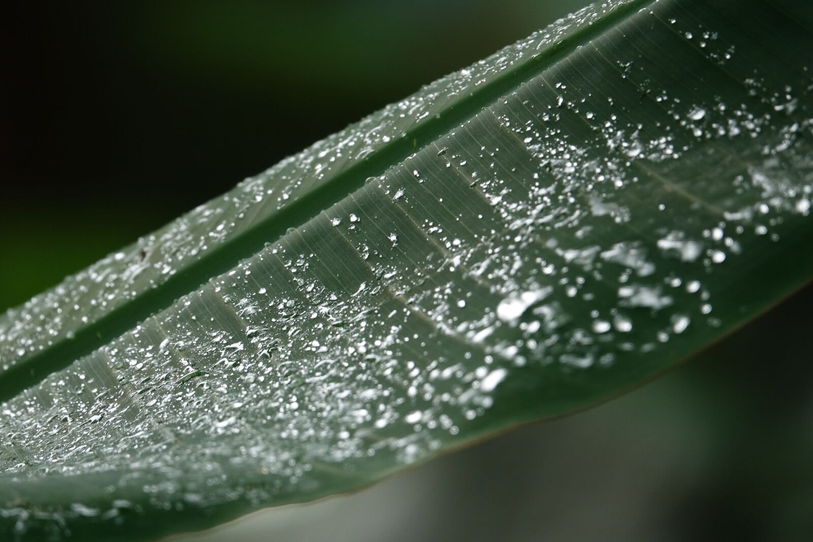 Sony Cyber-shot DSC-RX10 III sample photo. Pearl, dew, rain photography