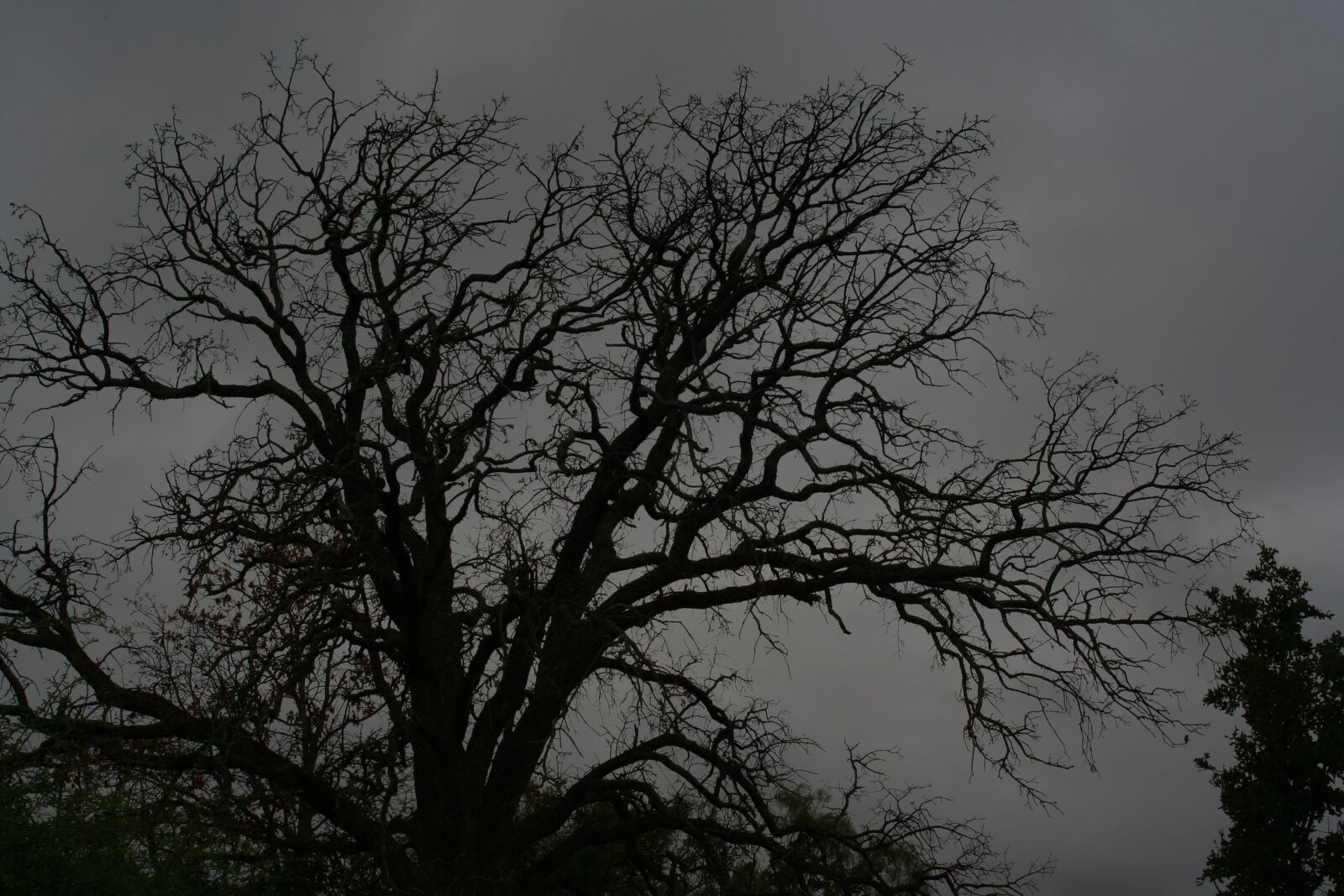 Canon EOS 350D (EOS Digital Rebel XT / EOS Kiss Digital N) sample photo. Spooky old tree, tree photography