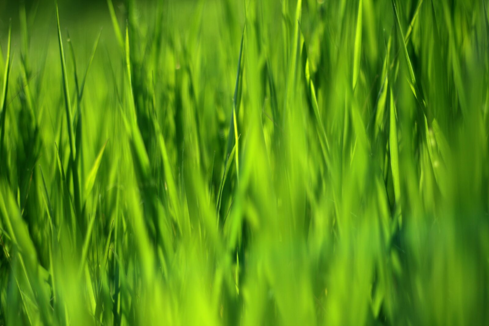 Canon EOS 600D (Rebel EOS T3i / EOS Kiss X5) sample photo. Grass, grass background, green photography