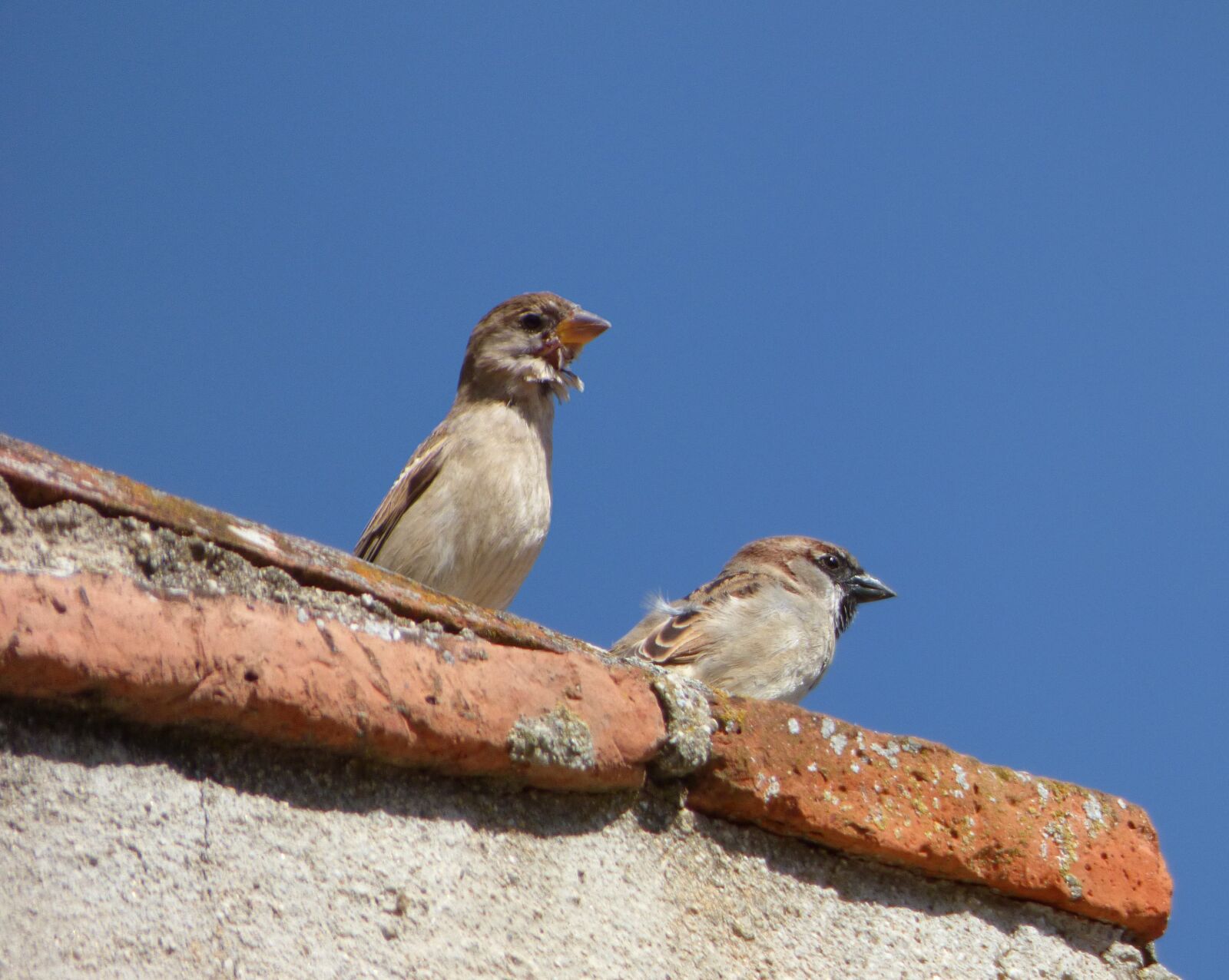 Panasonic Lumix DMC-FZ70 sample photo. Sparrows, couple, lookout photography