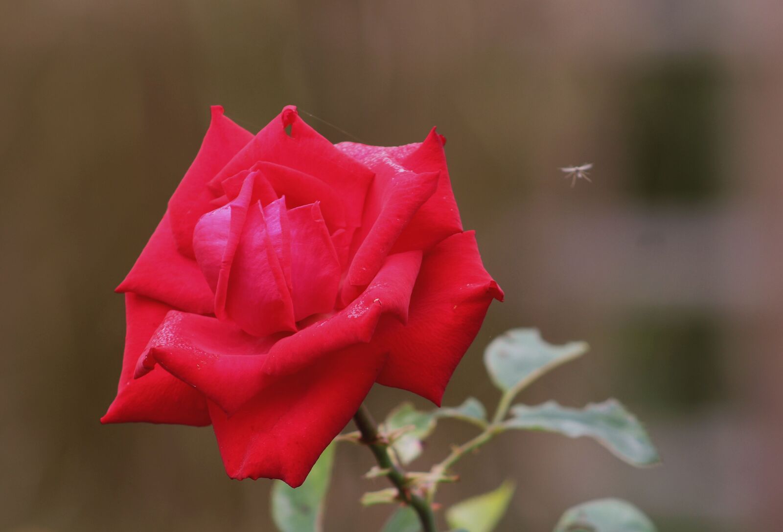 Canon EOS 700D (EOS Rebel T5i / EOS Kiss X7i) sample photo. Nature, flower, rose photography