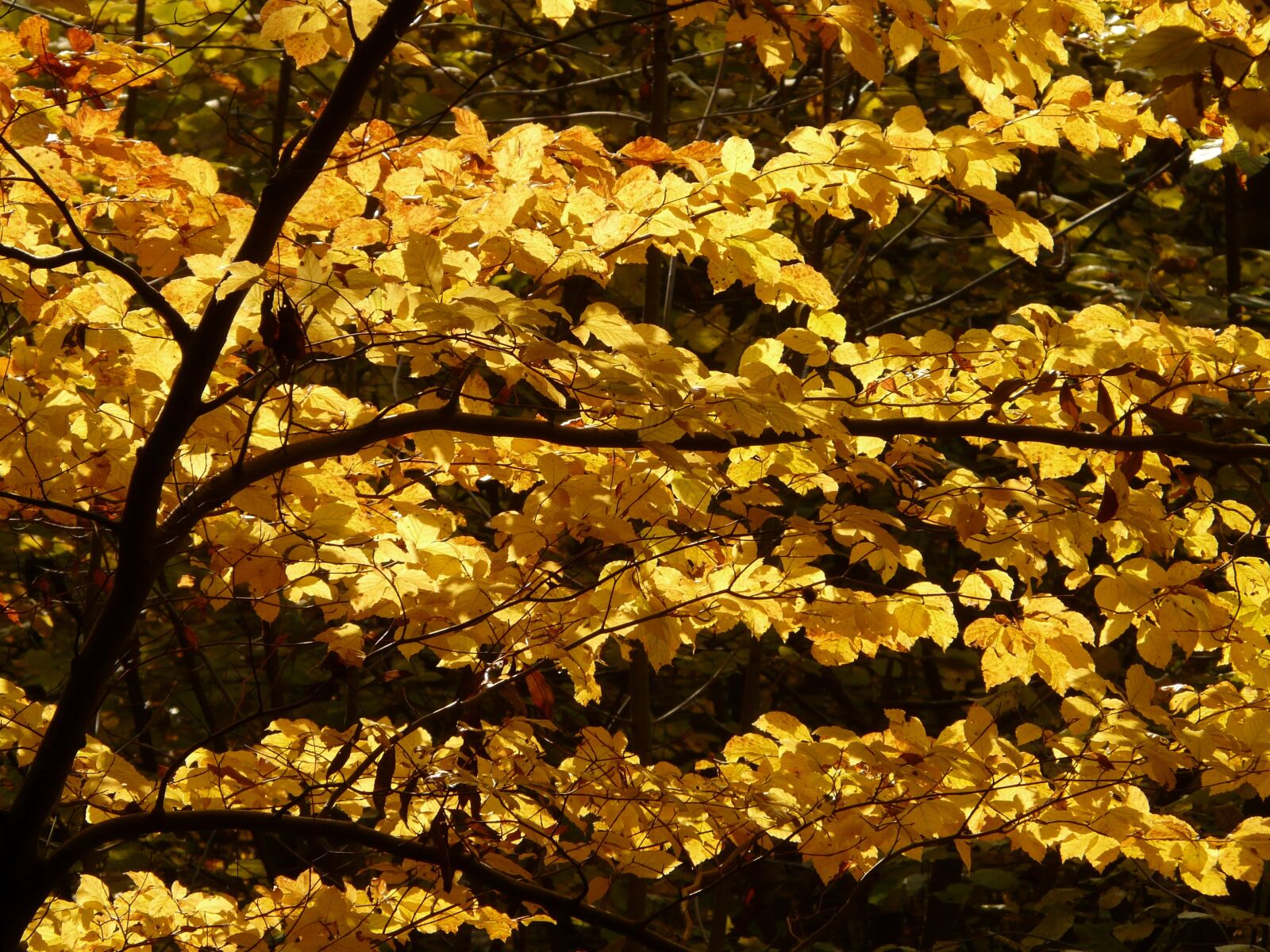 Panasonic DMC-FZ18 sample photo. Beech, fagus sylvatica, fagus photography