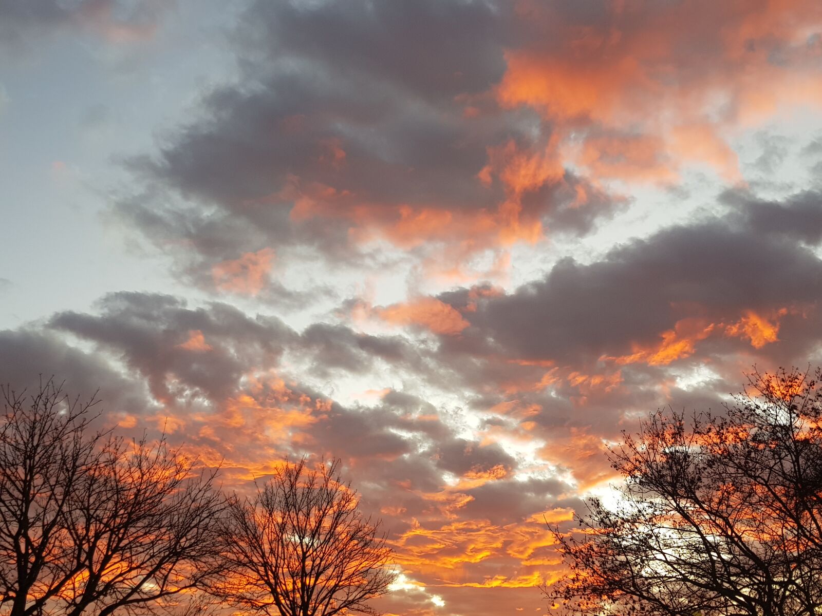 Samsung Galaxy S8 sample photo. Sky, trees, sunset photography