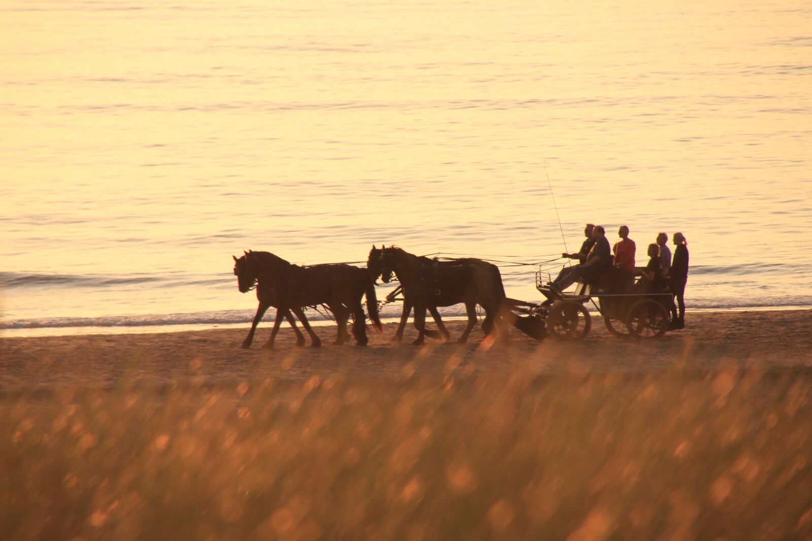 Canon EOS 600D (Rebel EOS T3i / EOS Kiss X5) sample photo. Horses, coach, beach photography