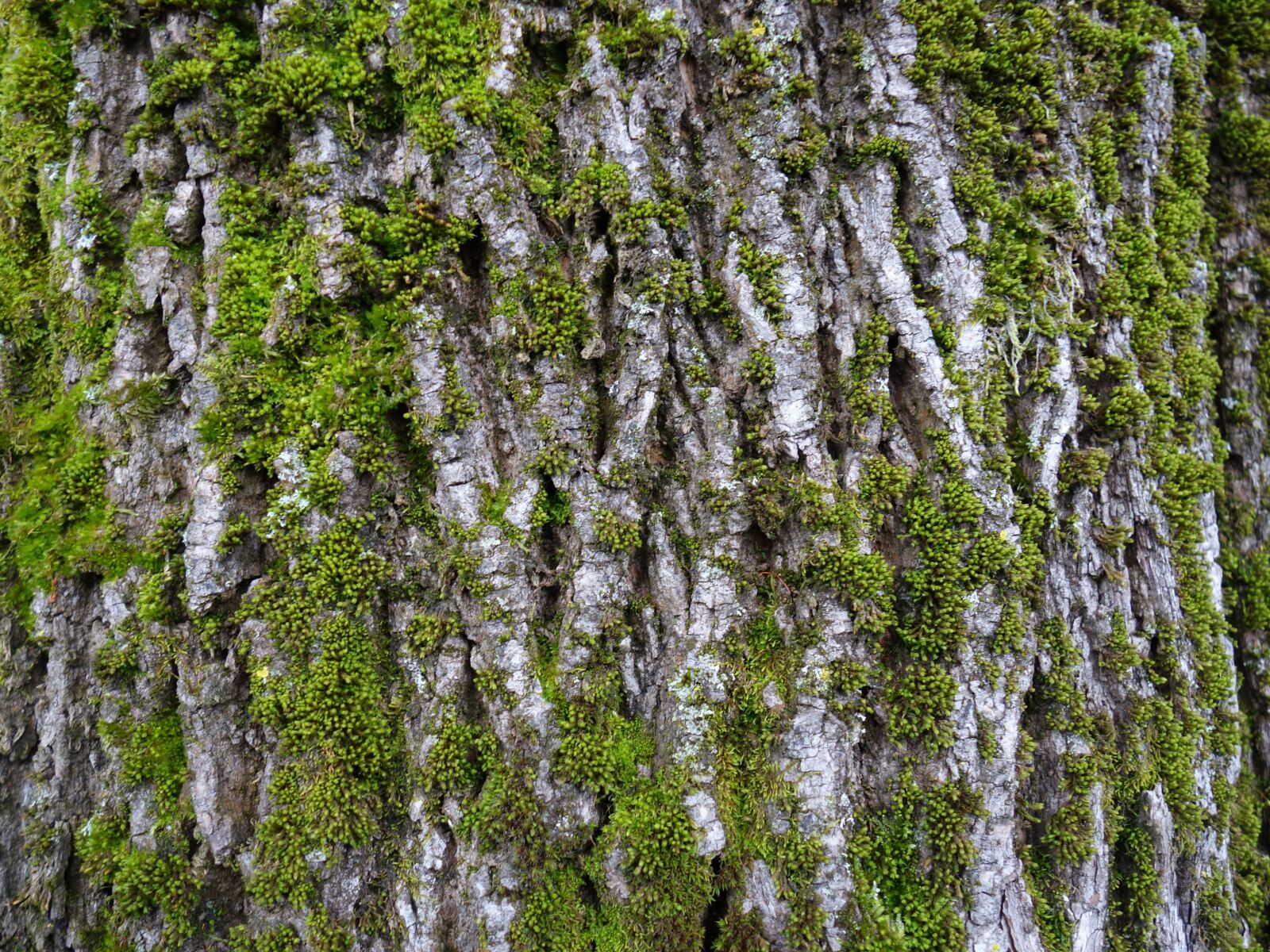 Sony Cyber-shot DSC-RX100 II sample photo. Log, moss, bark photography