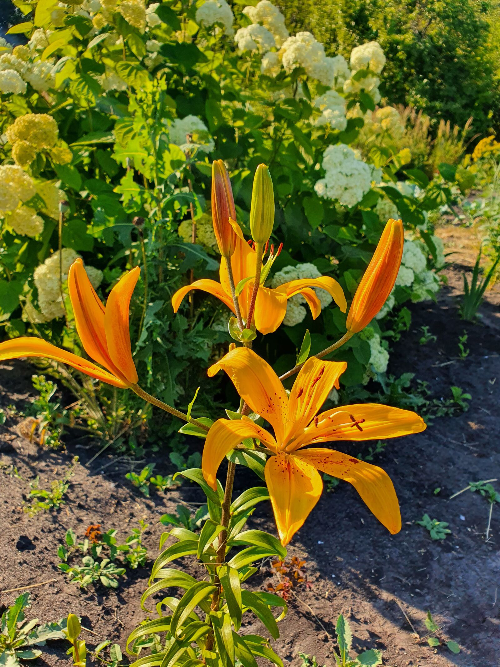 Samsung Galaxy S10 sample photo. Lily, flowers, garden photography