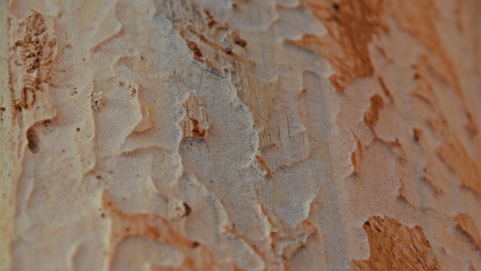 Nikon D5200 sample photo. Background, texture, pattern photography