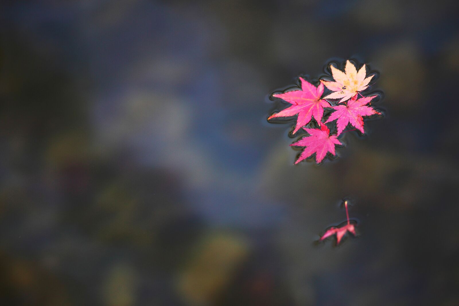 Canon EOS 5D Mark II sample photo. Autumn leaves, republic of photography