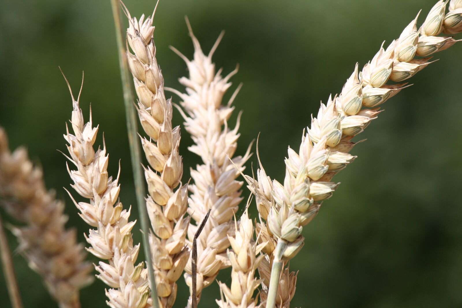 Canon EOS 1000D (EOS Digital Rebel XS / EOS Kiss F) sample photo. Cereals, grain, summer photography