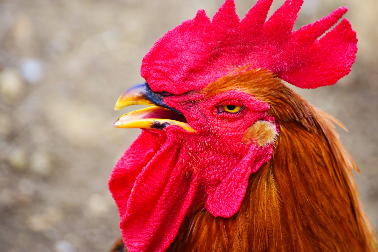 Nikon D5300 sample photo. Gallo, crest, red photography
