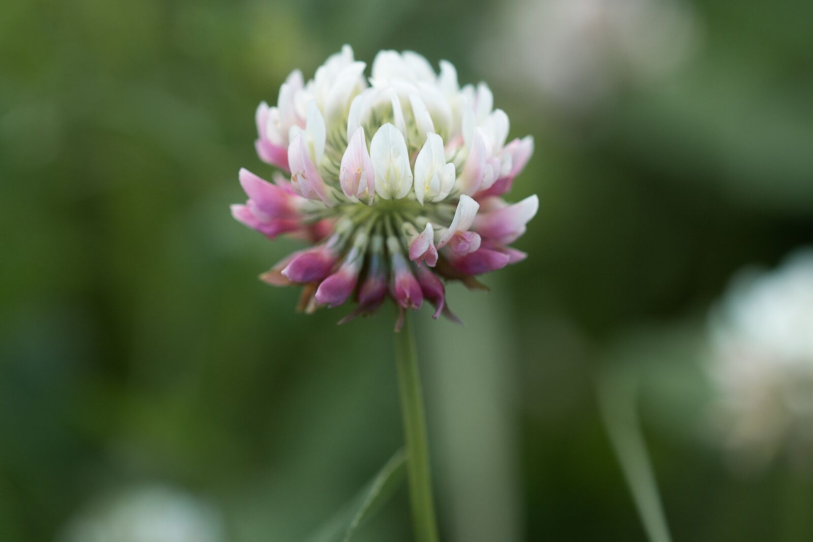 Nikon D7100 sample photo. Klee, wiesenklee, flower photography