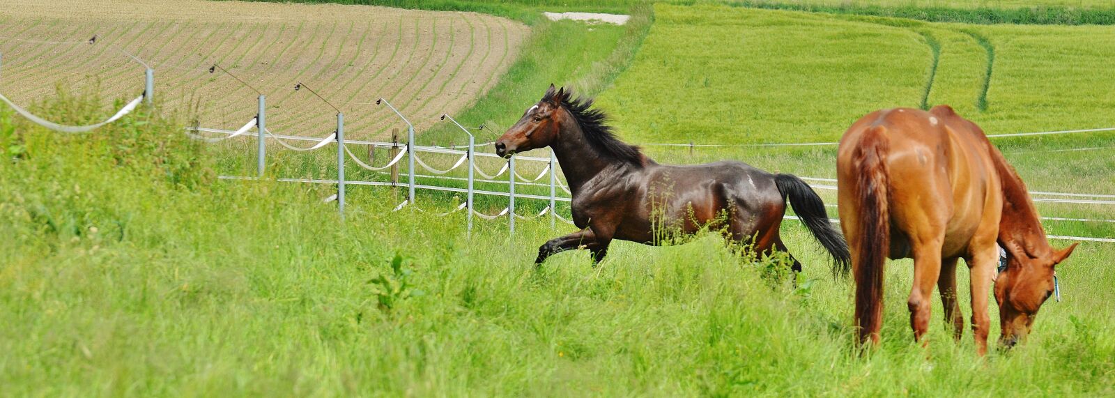 Nikon D3200 sample photo. Horses, for two, coupling photography