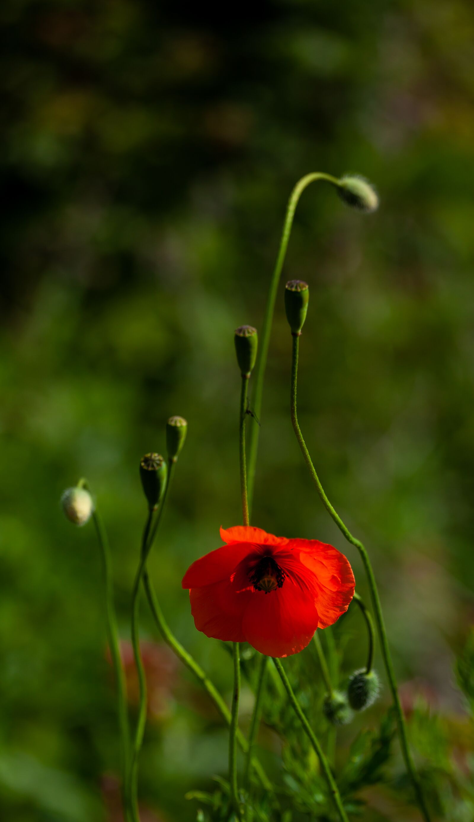Canon EF 70-200mm F4L USM sample photo. Poppy, green, red photography