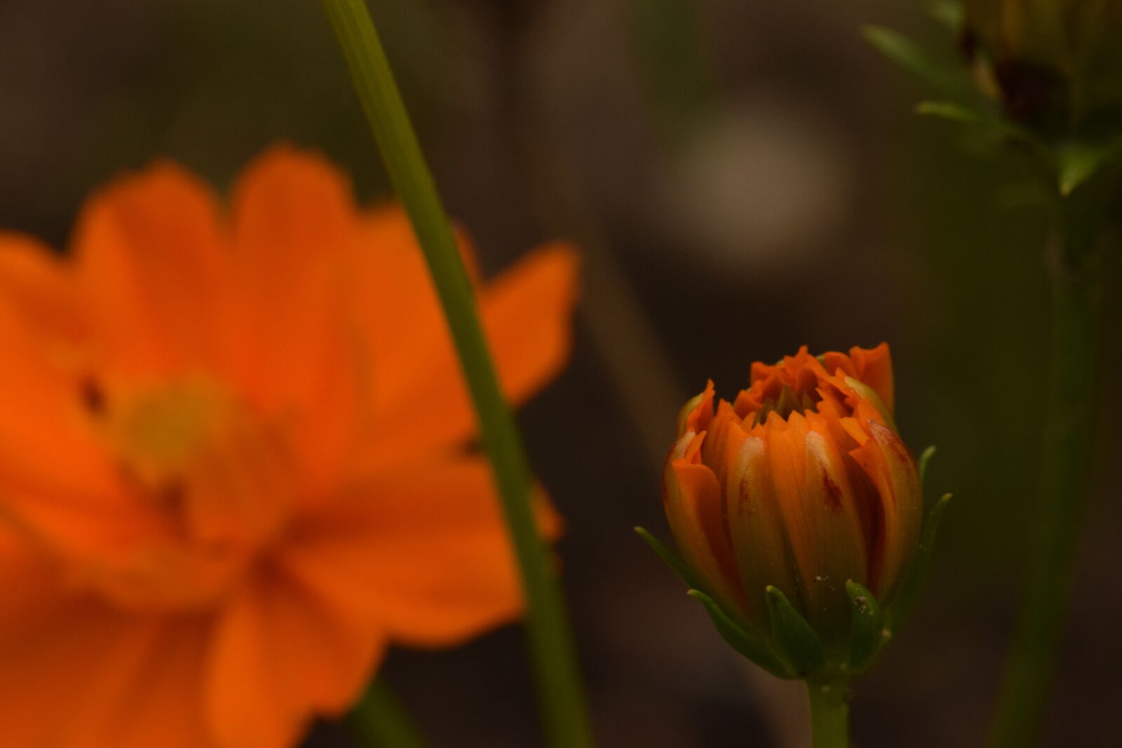 Nikon D5300 sample photo. Flower, orange, garden photography