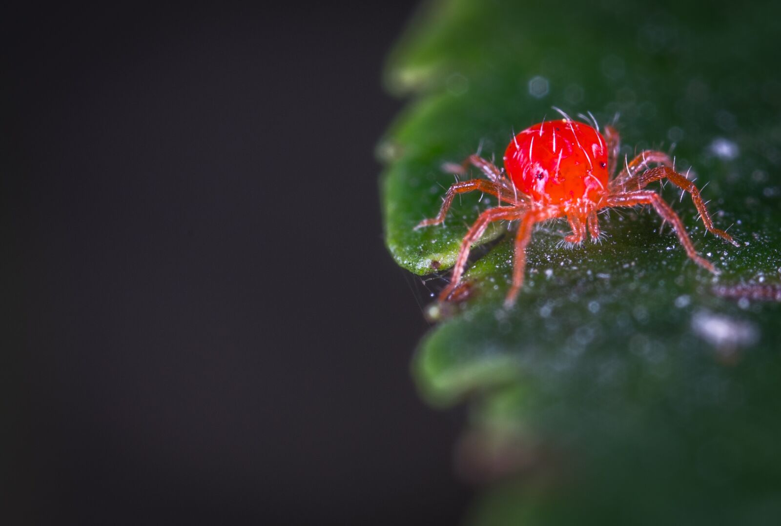 #124 65/2.8 sample photo. Nature, bespozvonochnoe, a spider-like photography