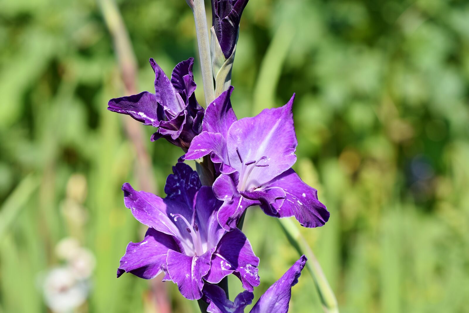 Nikon D7200 sample photo. Gladiolus, gladidus, butterfly greenhouse photography