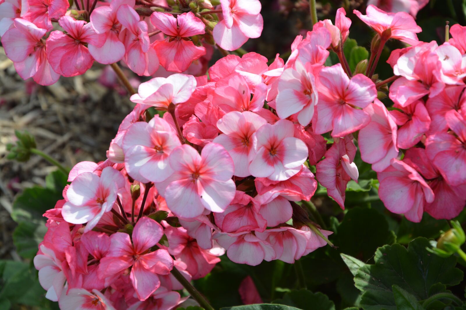 Nikon D5200 sample photo. Flowers, pink, color pink photography