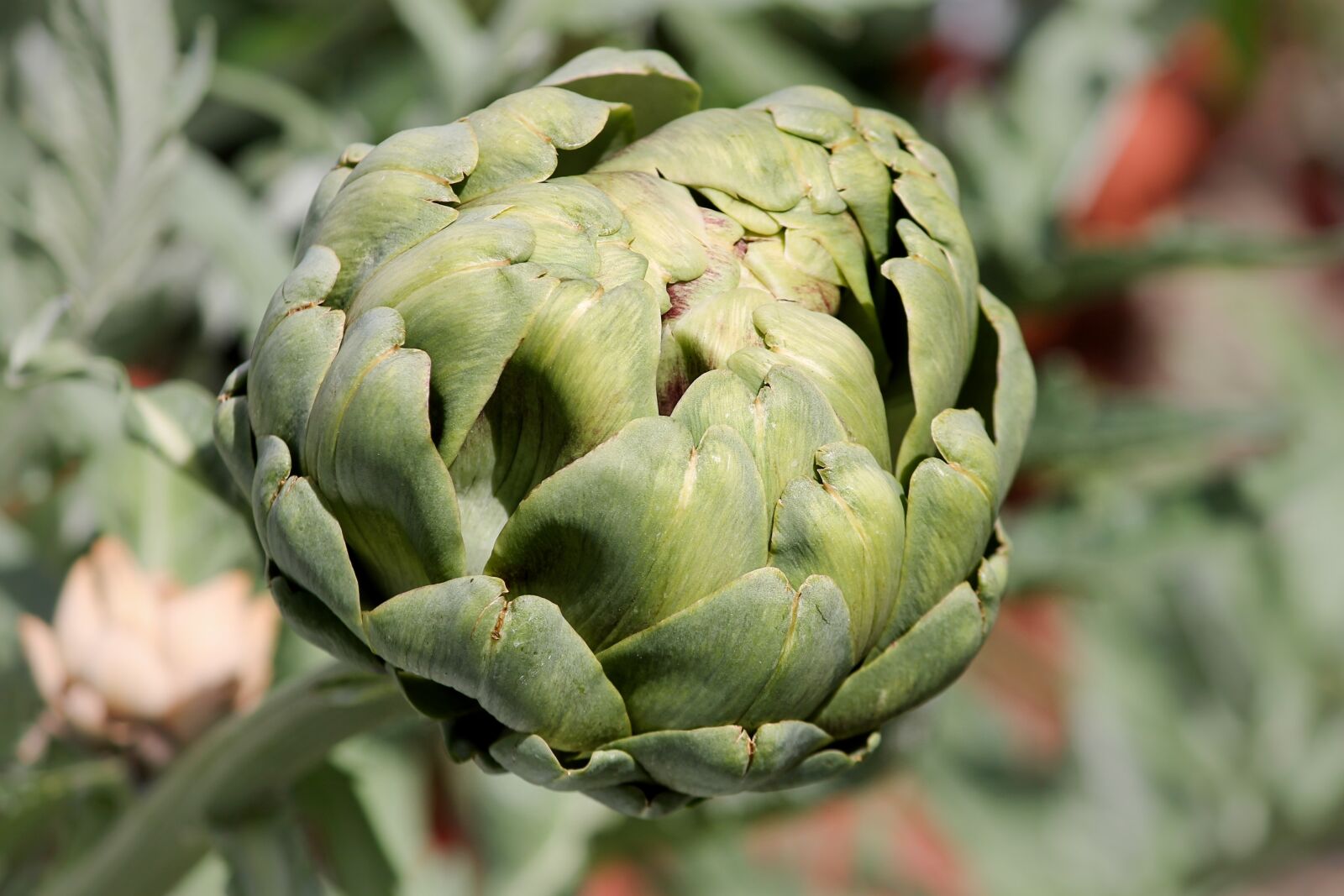 Canon EOS 1100D (EOS Rebel T3 / EOS Kiss X50) sample photo. Artichoke, cynara cardunculus, crop photography