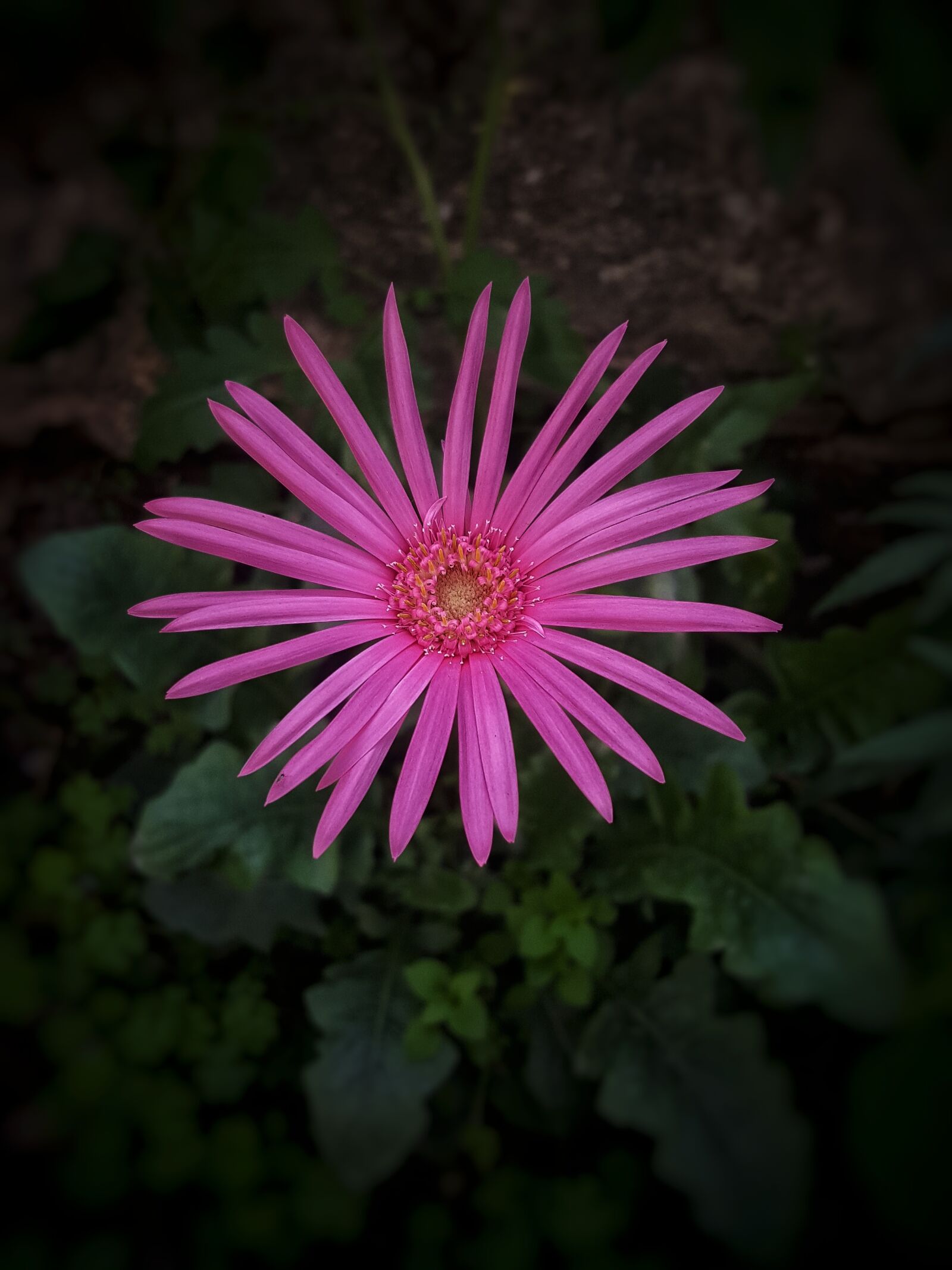 Samsung GALAXY S6 edge sample photo. Flower, flora, nature photography