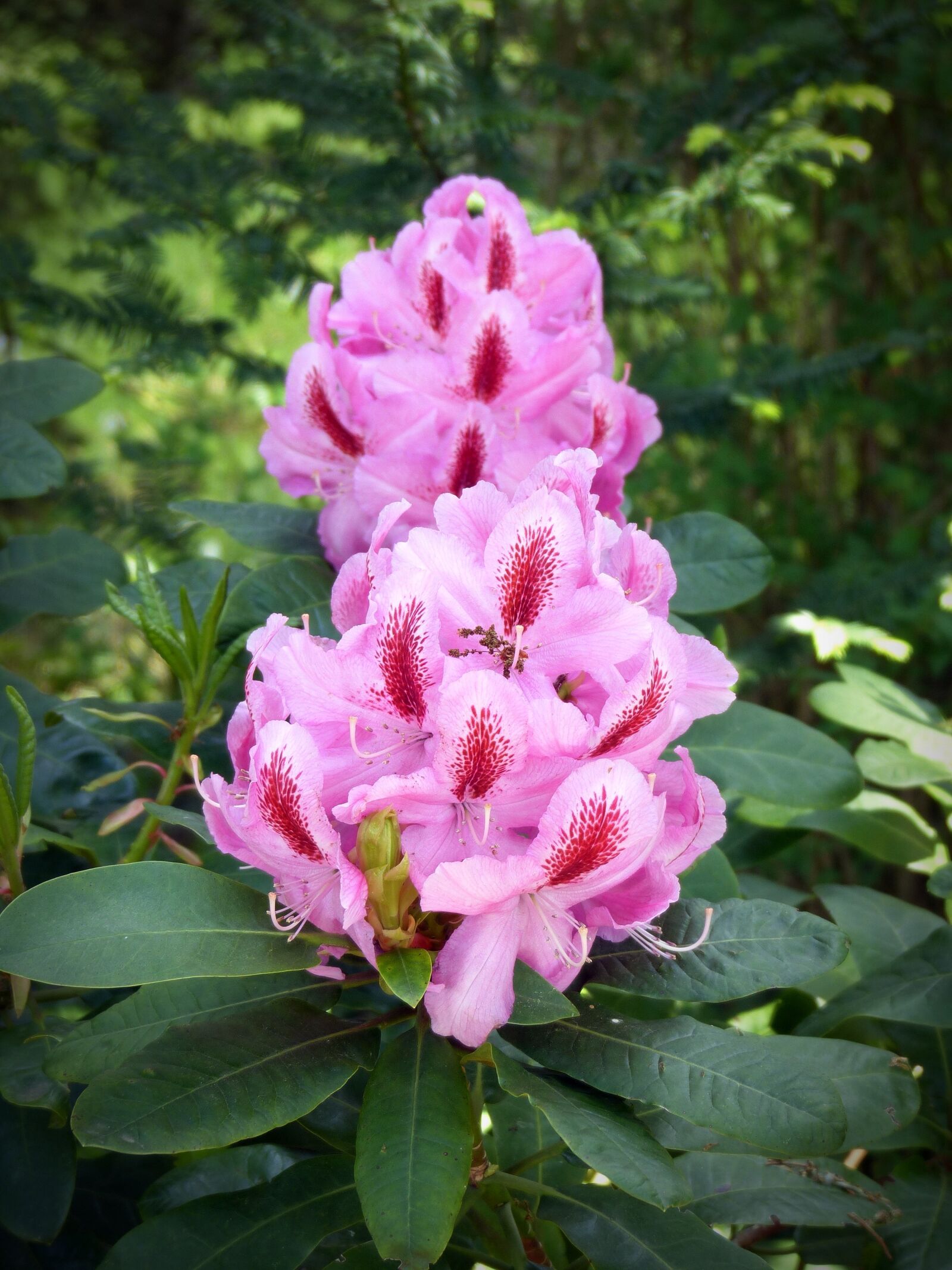 Panasonic Lumix DMC-FZ200 sample photo. Flower, blossom, bloom photography