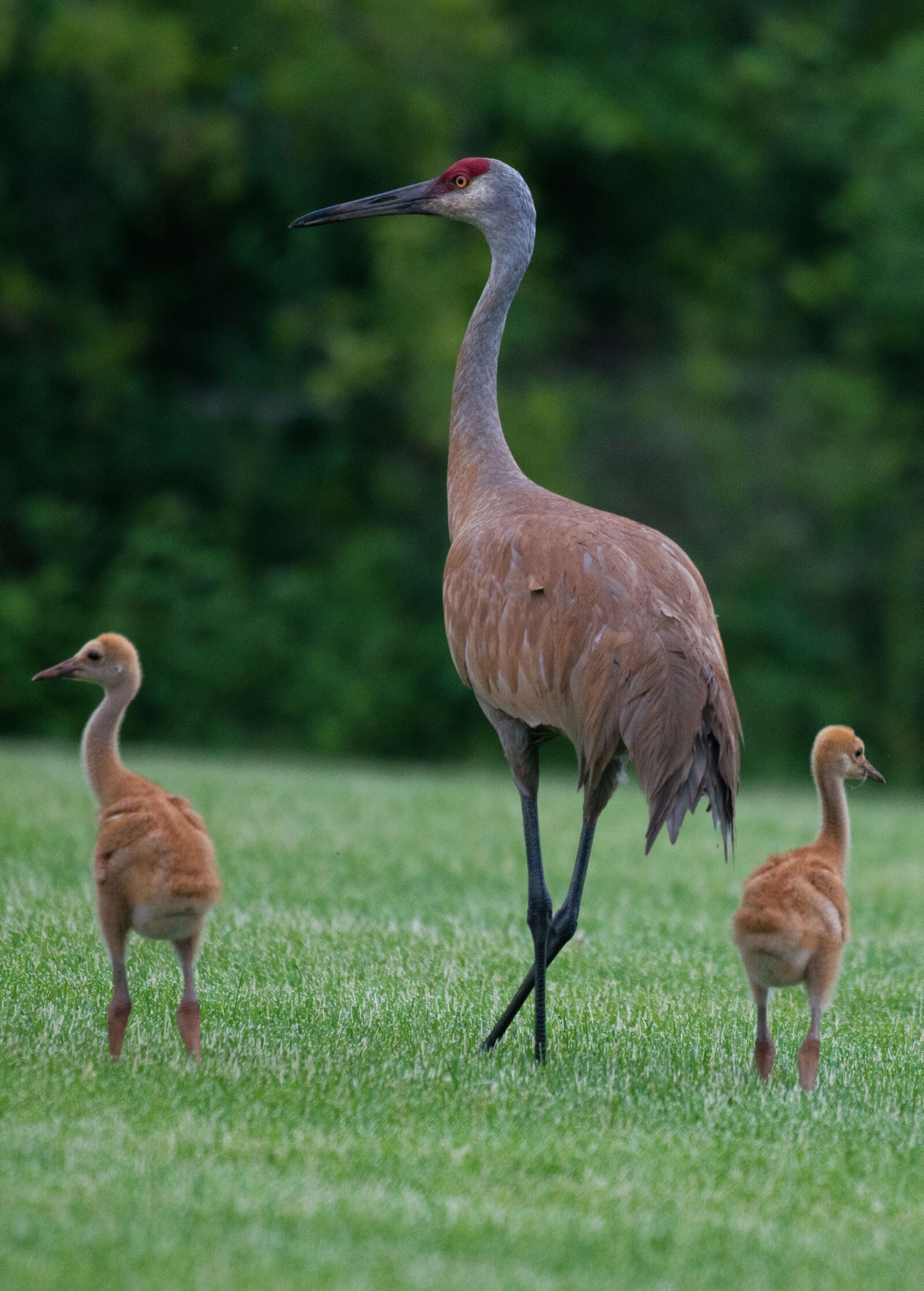 Nikon D800 sample photo. Cranes, sandhill, hill photography