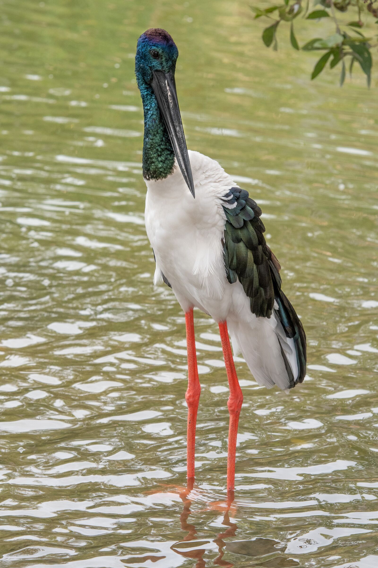 Nikon D500 sample photo. Jabiru, bird, australia photography