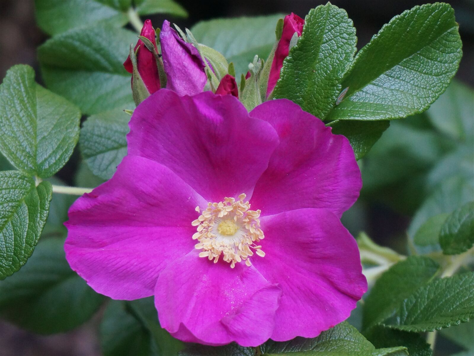 Sony Alpha NEX-5T sample photo. Rose, rugosa rose with photography