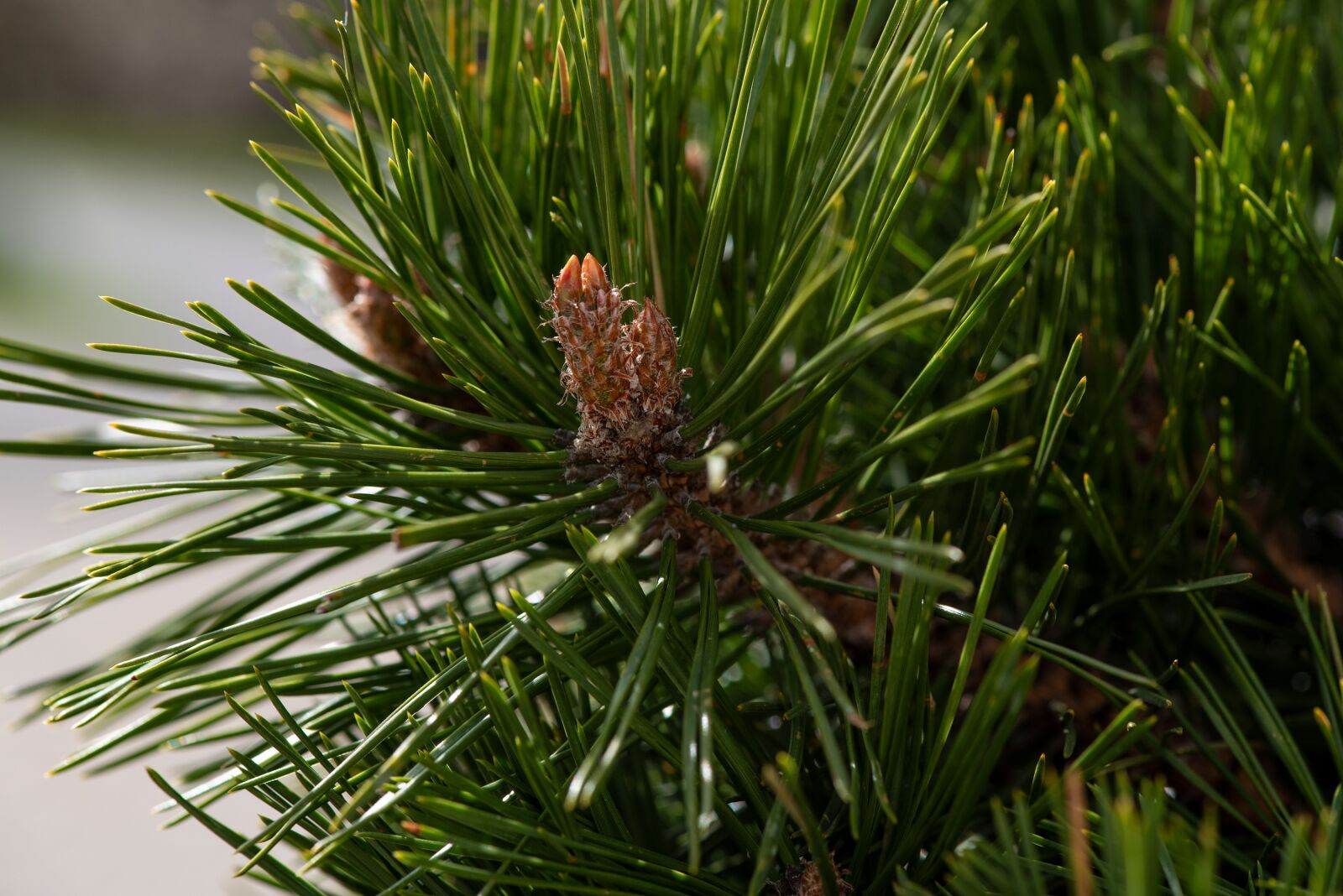 Nikon D750 sample photo. Conifer, green, needles photography