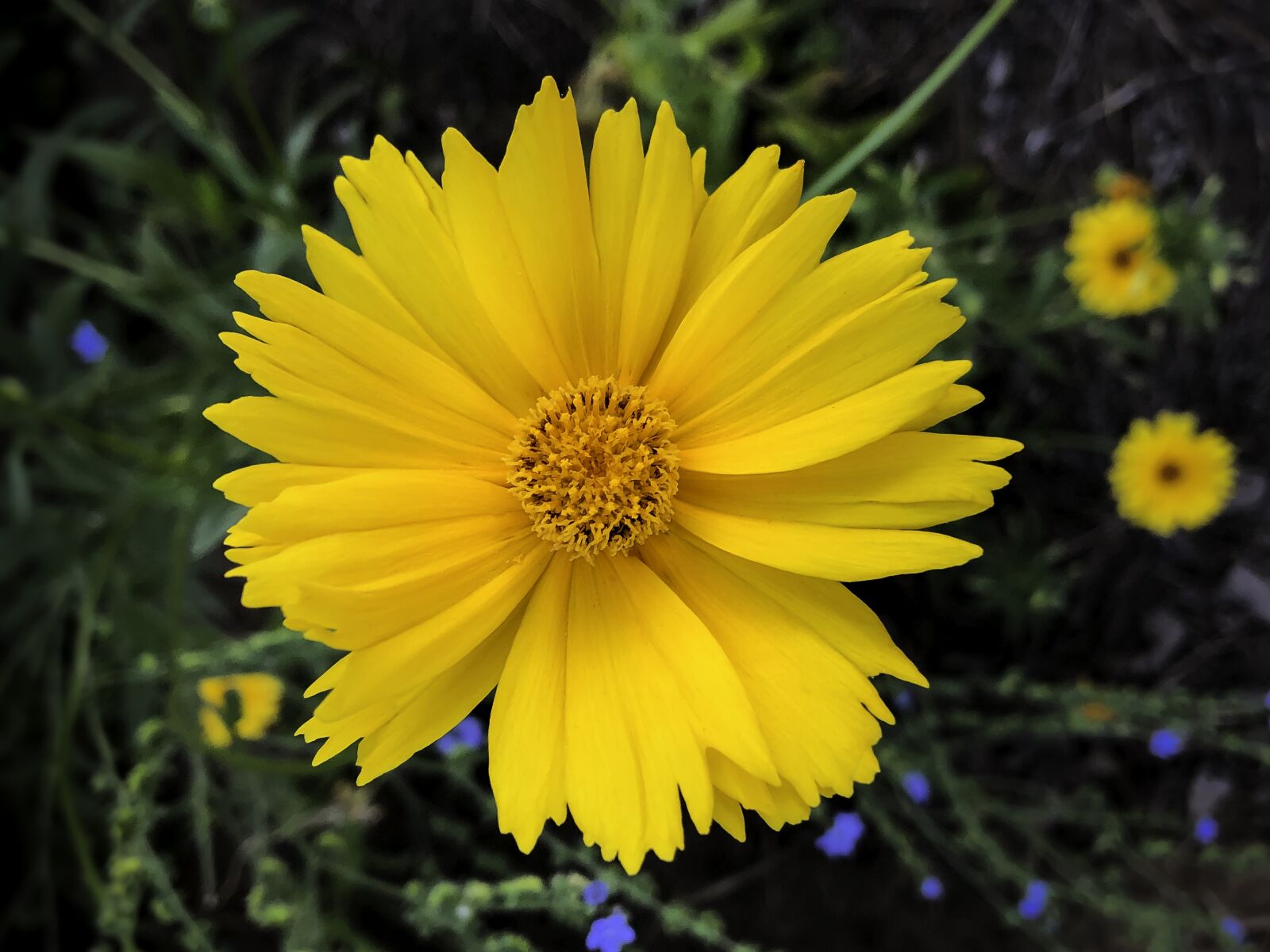 iPhone X back dual camera 4mm f/1.8 sample photo. Flower, blossom, bloom photography