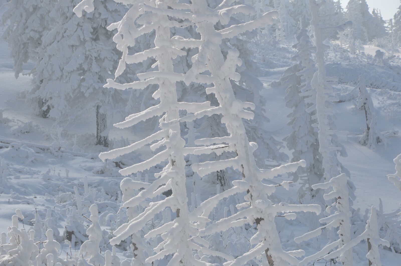 Nikon D90 sample photo. Winter, snow, frost photography