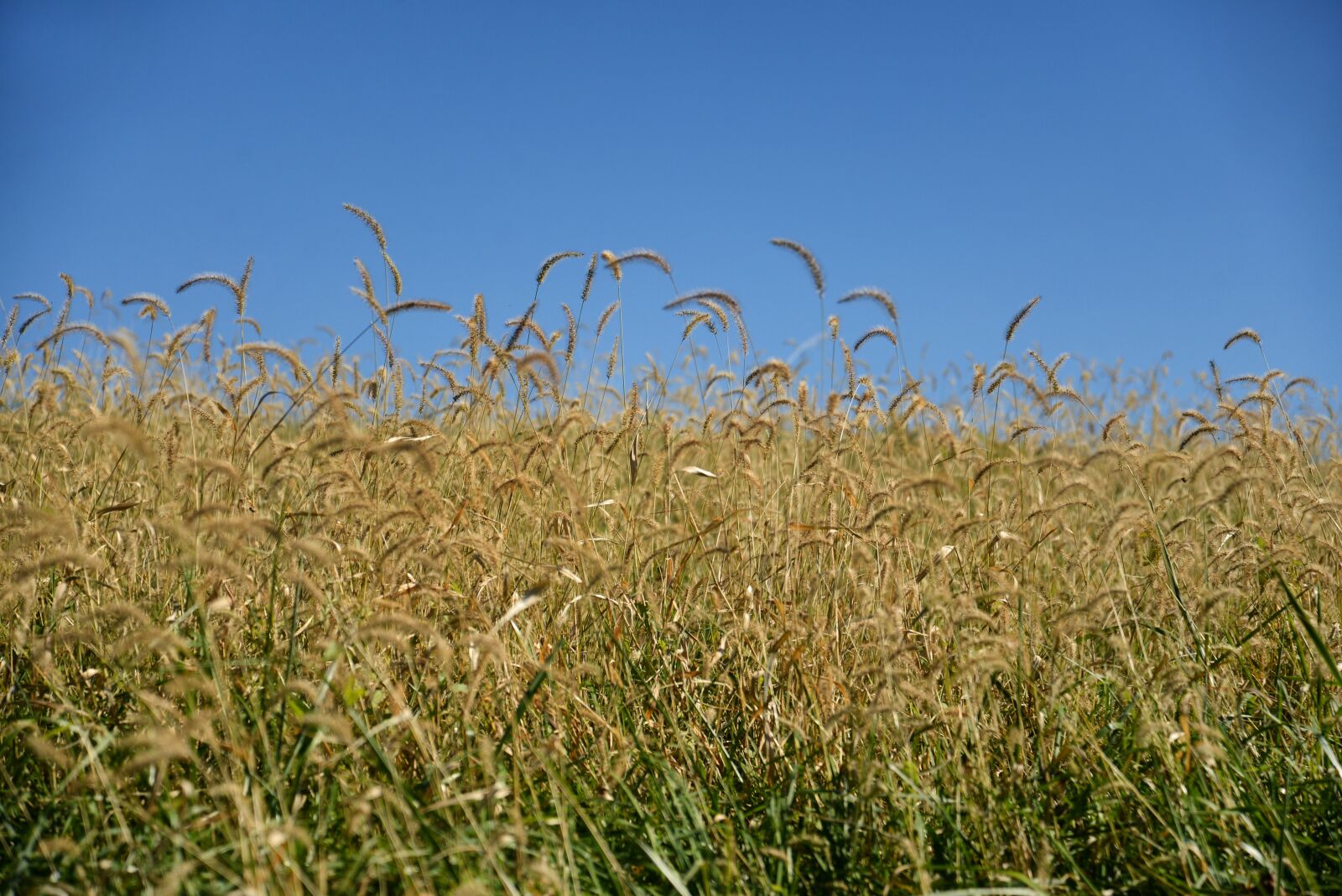 Nikon D600 sample photo. Grass, grassland, nature photography