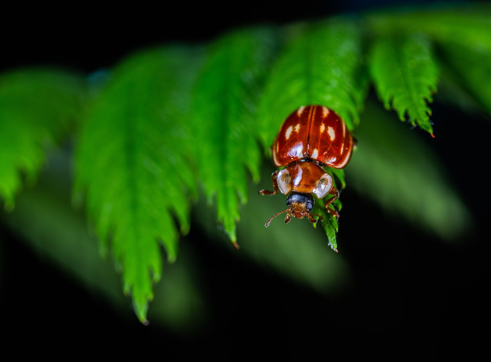 Sony a7R II sample photo. Macro, insect, beetle photography