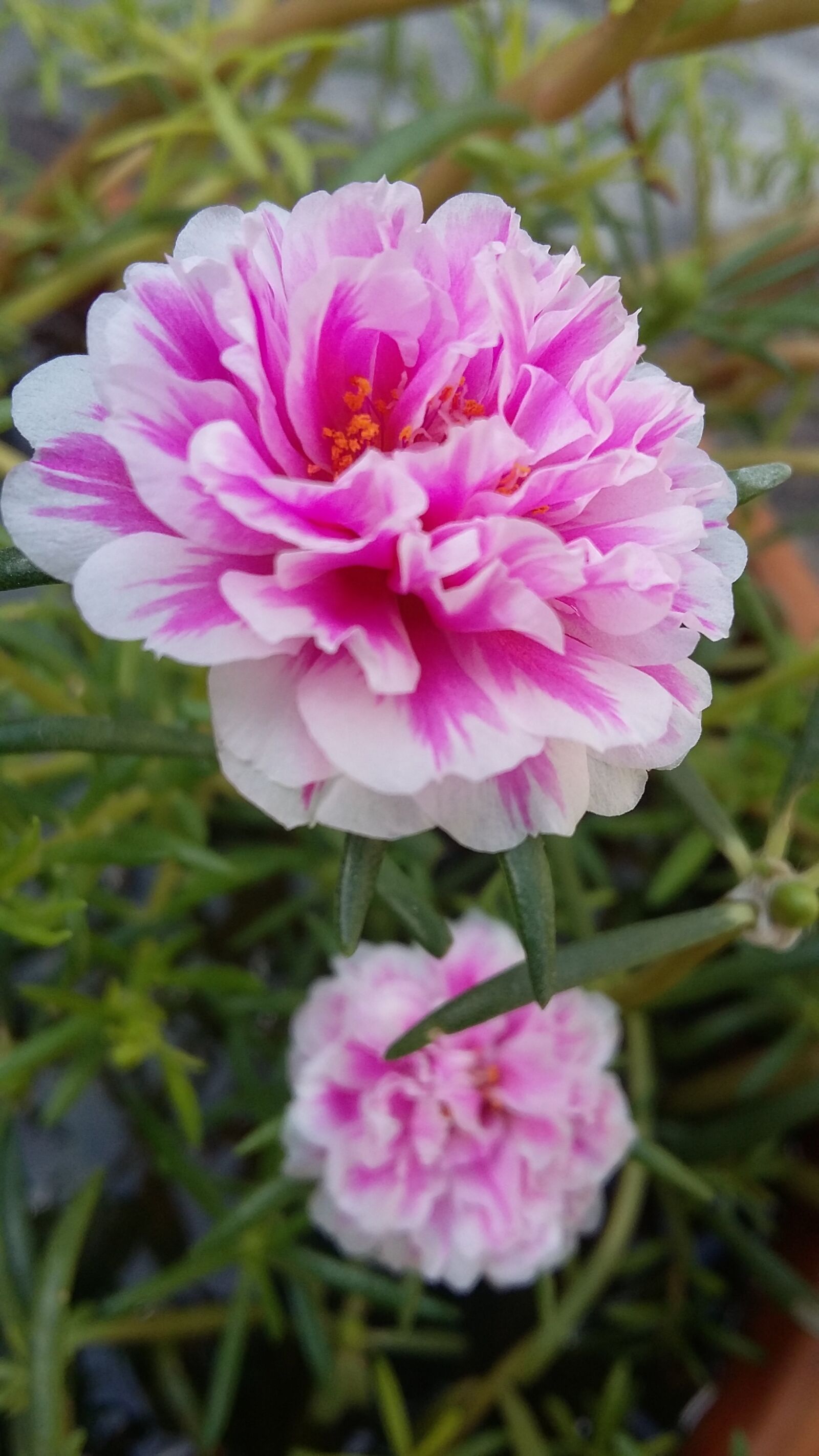 Samsung Galaxy Grand Prime sample photo. Portulaca grandiflora, rose, blossom photography