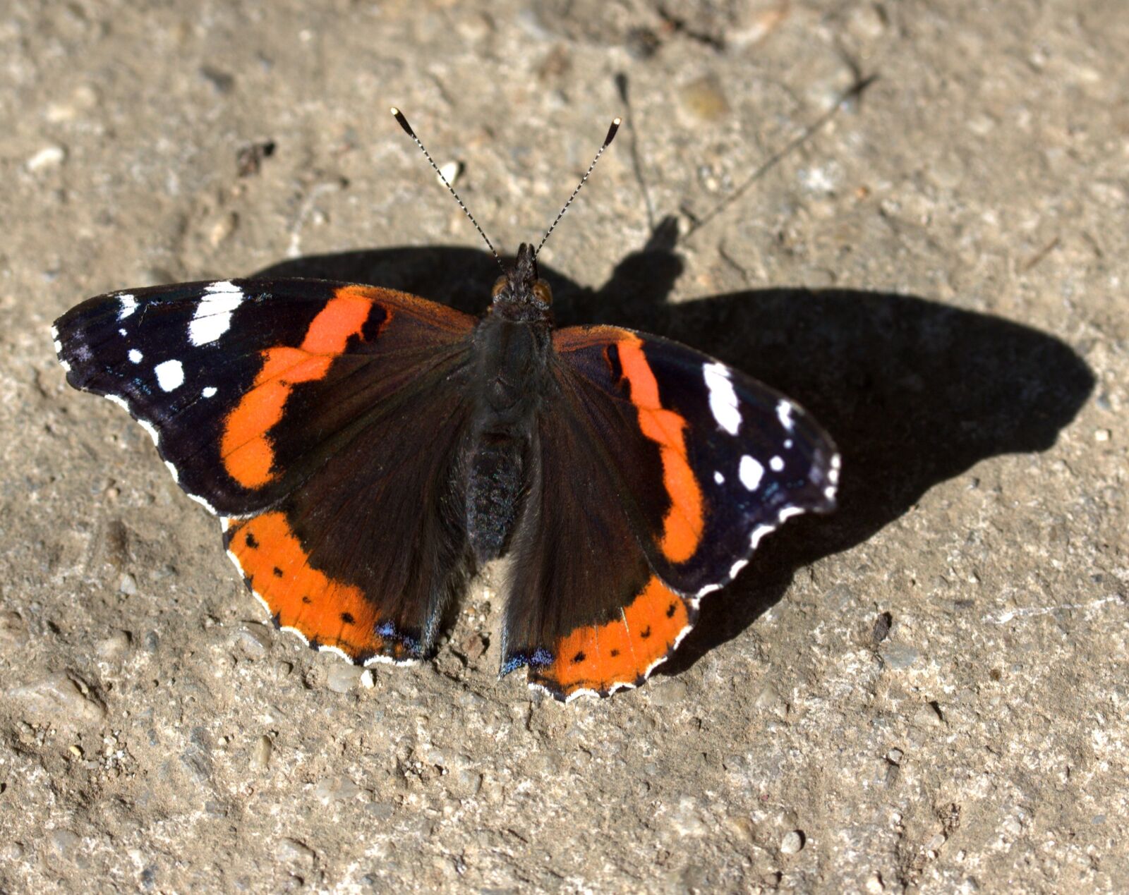 Canon EF-S 60mm F2.8 Macro USM sample photo. Butterfly, red, black photography
