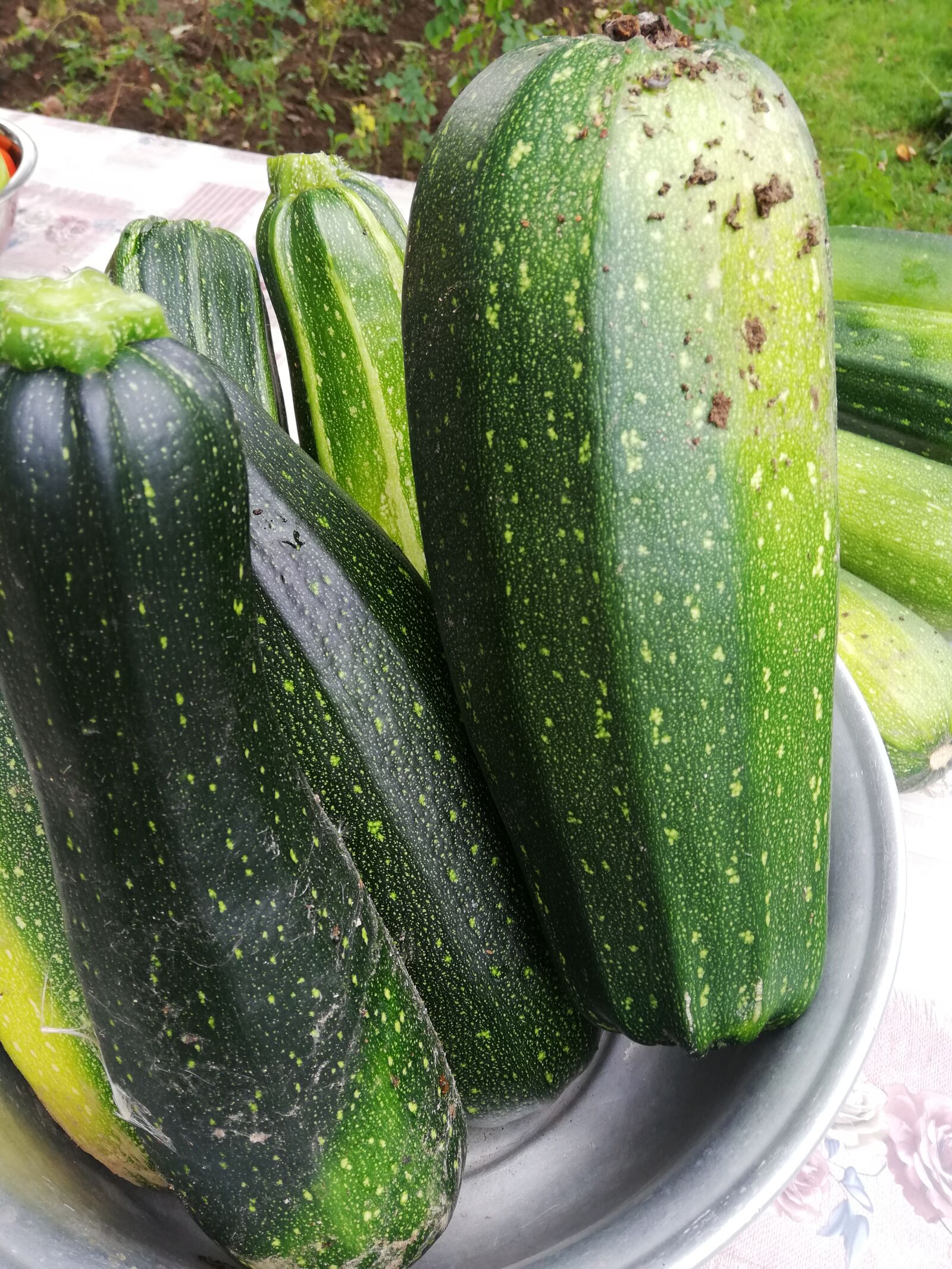 HUAWEI ANE-LX1 sample photo. Zucchini, vegetable garden, summer photography