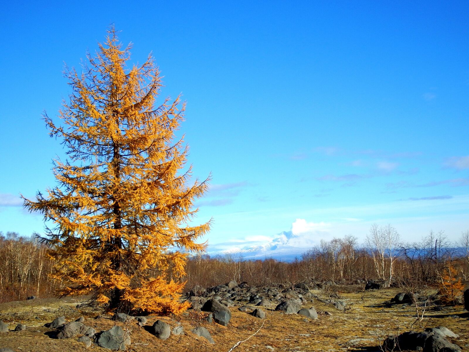 Fujifilm FinePix S1 sample photo. Larch, autumn, fall colors photography