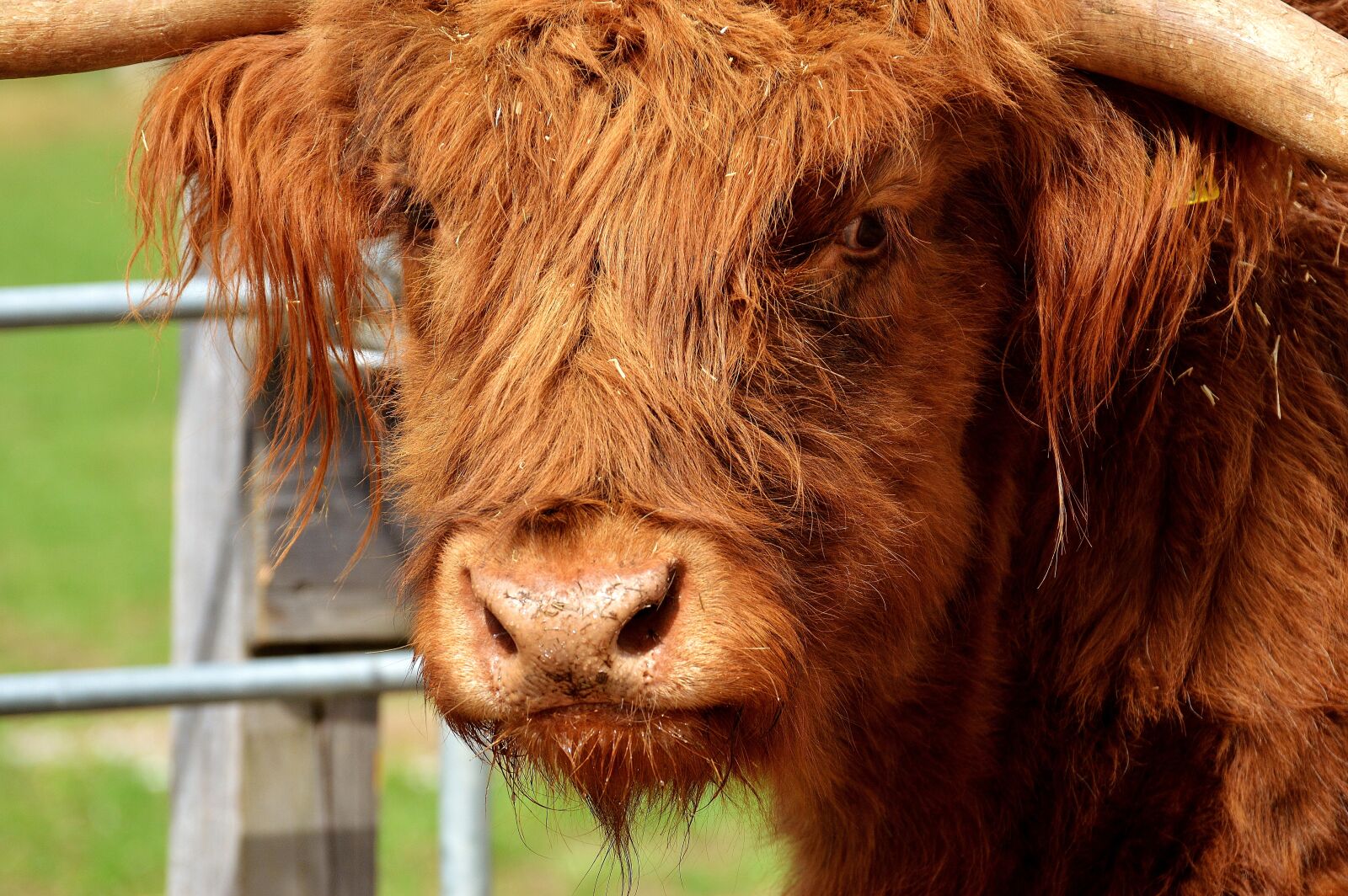 Nikon D3200 sample photo. Highland beef, head, farm photography