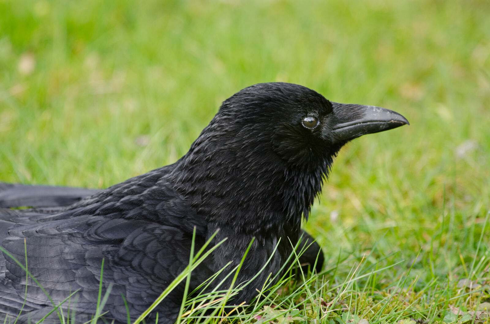 Nikon D7000 + Sigma APO Tele Macro 300mm F4 sample photo