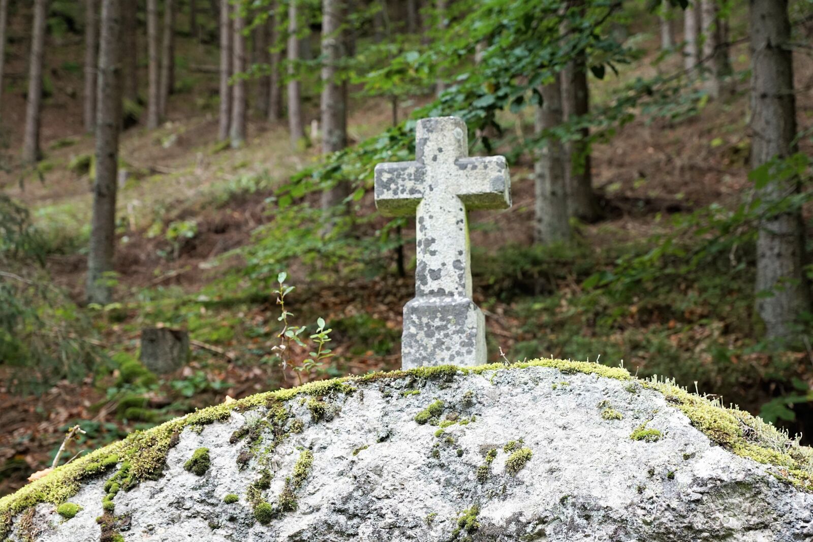 Sony ILCA-77M2 + Sony DT 16-50mm F2.8 SSM sample photo. Cross, forest, stone photography