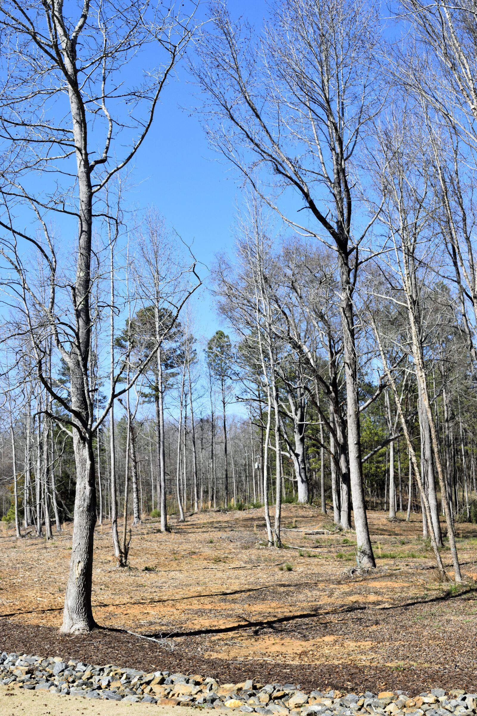 Nikon D3300 sample photo. Barren trees, forest, outdoors photography