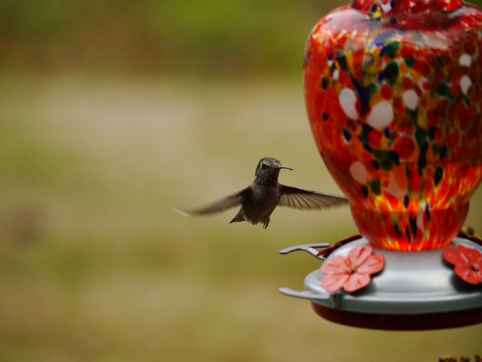 Panasonic Lumix G Vario 100-300mm F4-5.6 OIS sample photo