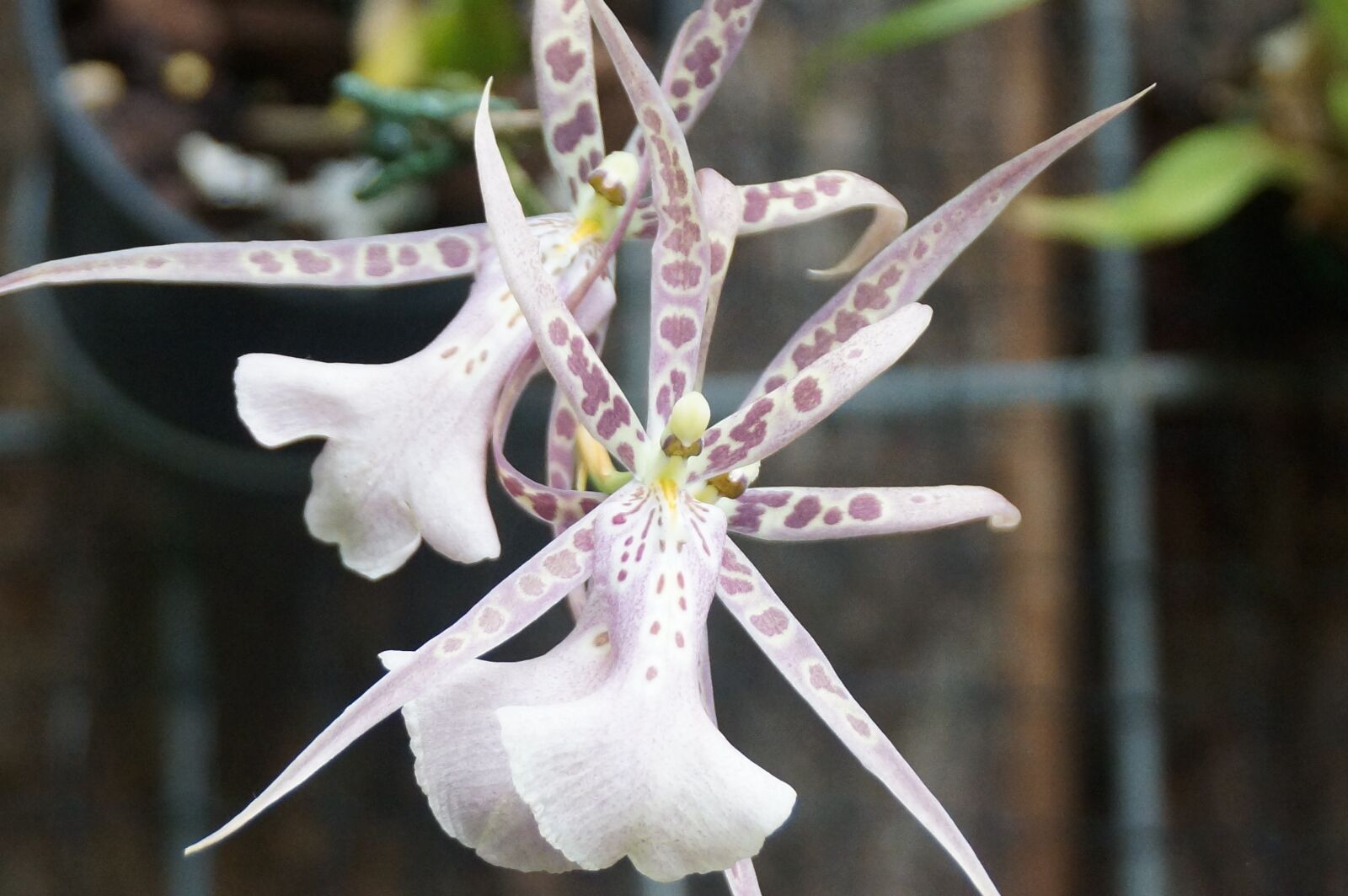 Sony DT 18-250mm F3.5-6.3 sample photo. Nature, flora, flower photography