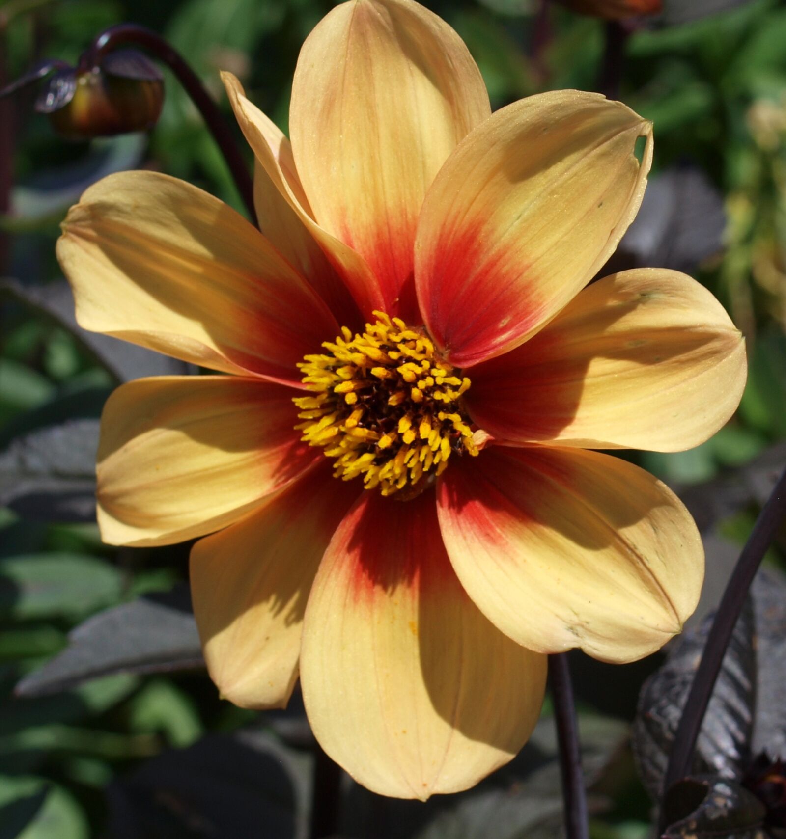 Olympus E-520 (EVOLT E-520) sample photo. Flower, nature, flora photography