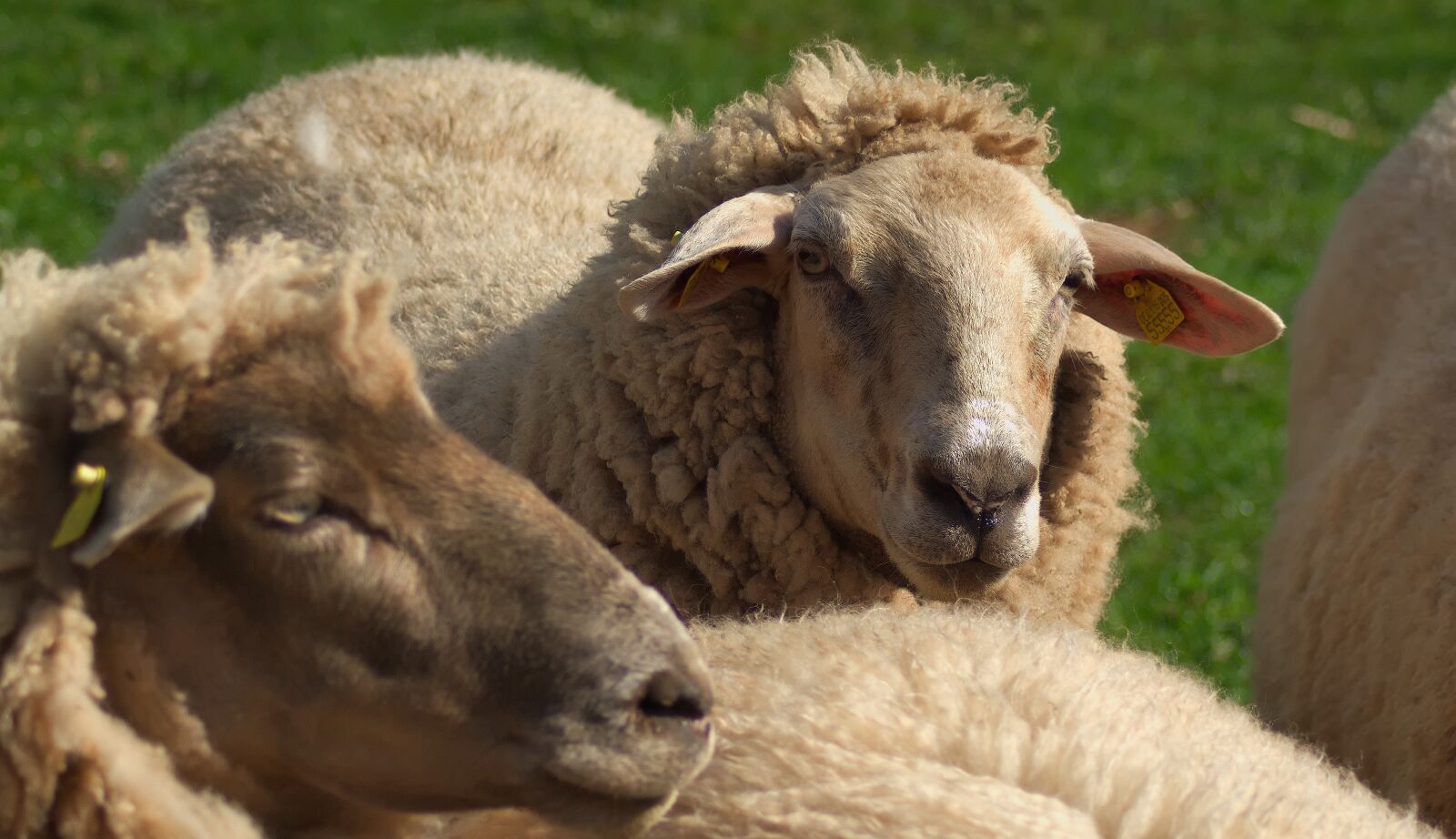 Nikon D3300 sample photo. Sheep, head, pet photography