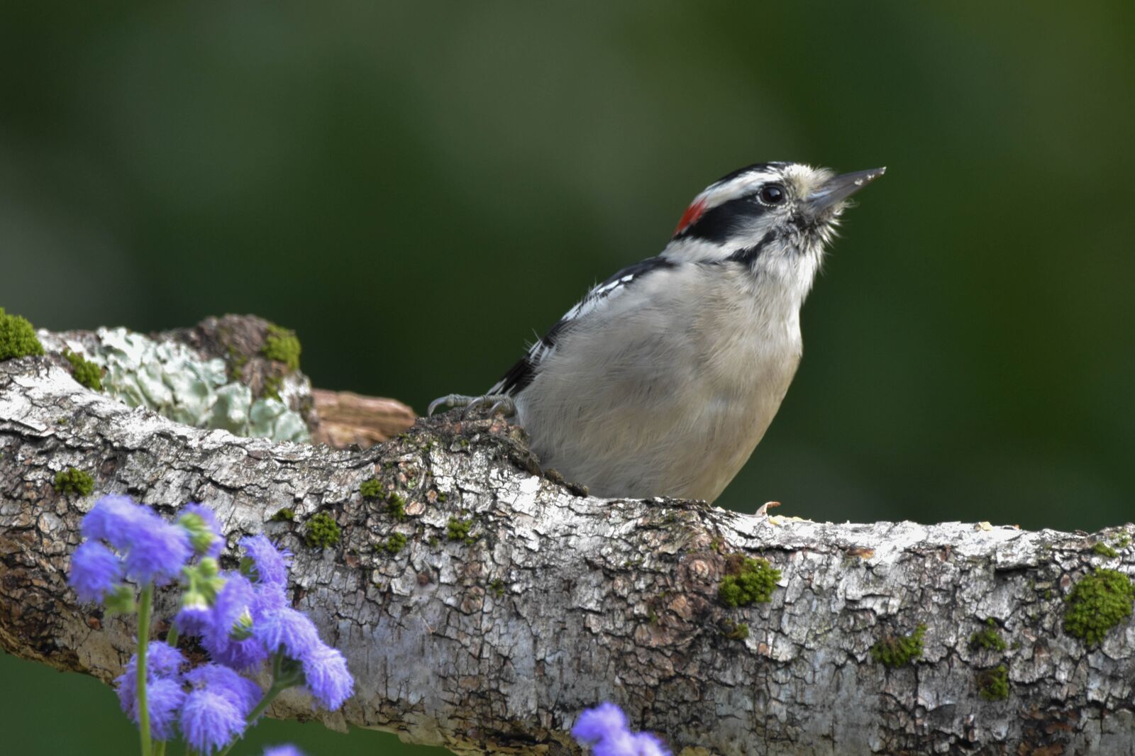 Nikon D3400 sample photo. Bird, woodpecker, downy woodpecker photography