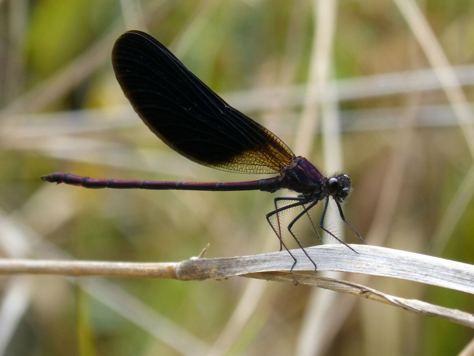 Panasonic DMC-FZ62 sample photo. Dragonfly, black dragonfly, calopteryx photography