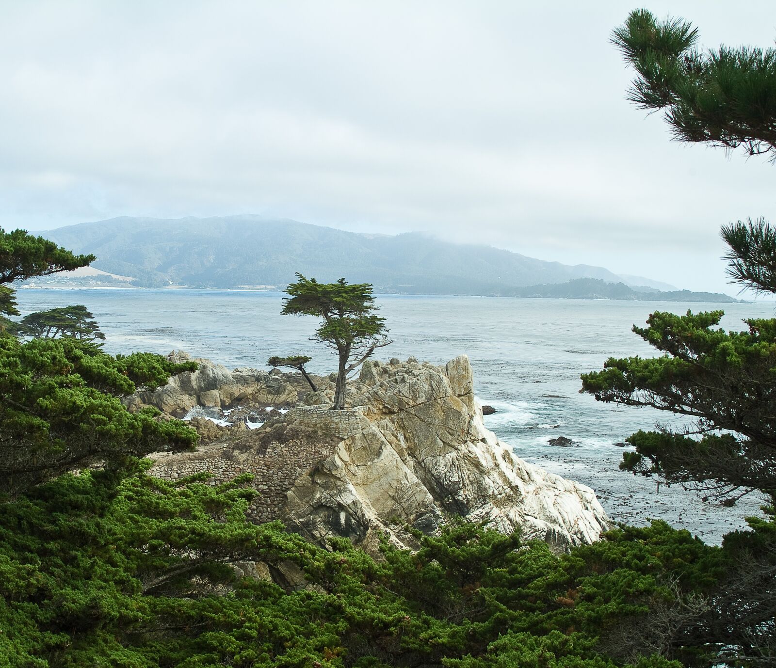 Fujifilm FinePix S2 Pro sample photo. Carmel, coast, tree photography