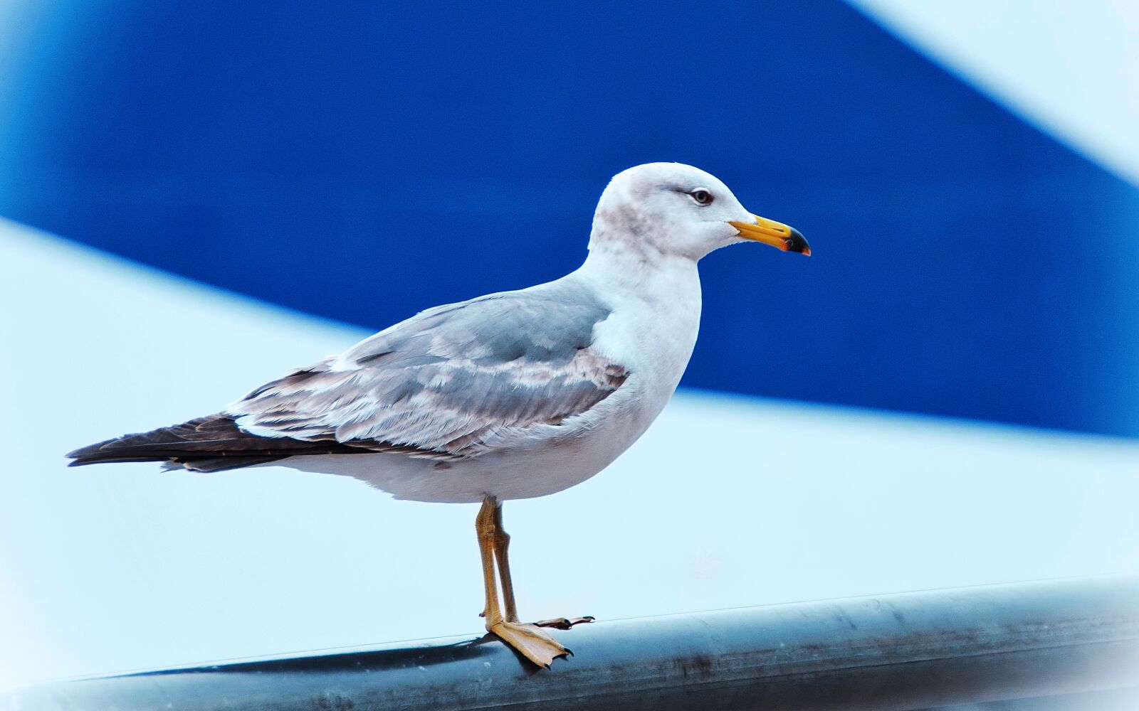 Nikon D5100 sample photo. Seagull, gull, bird photography