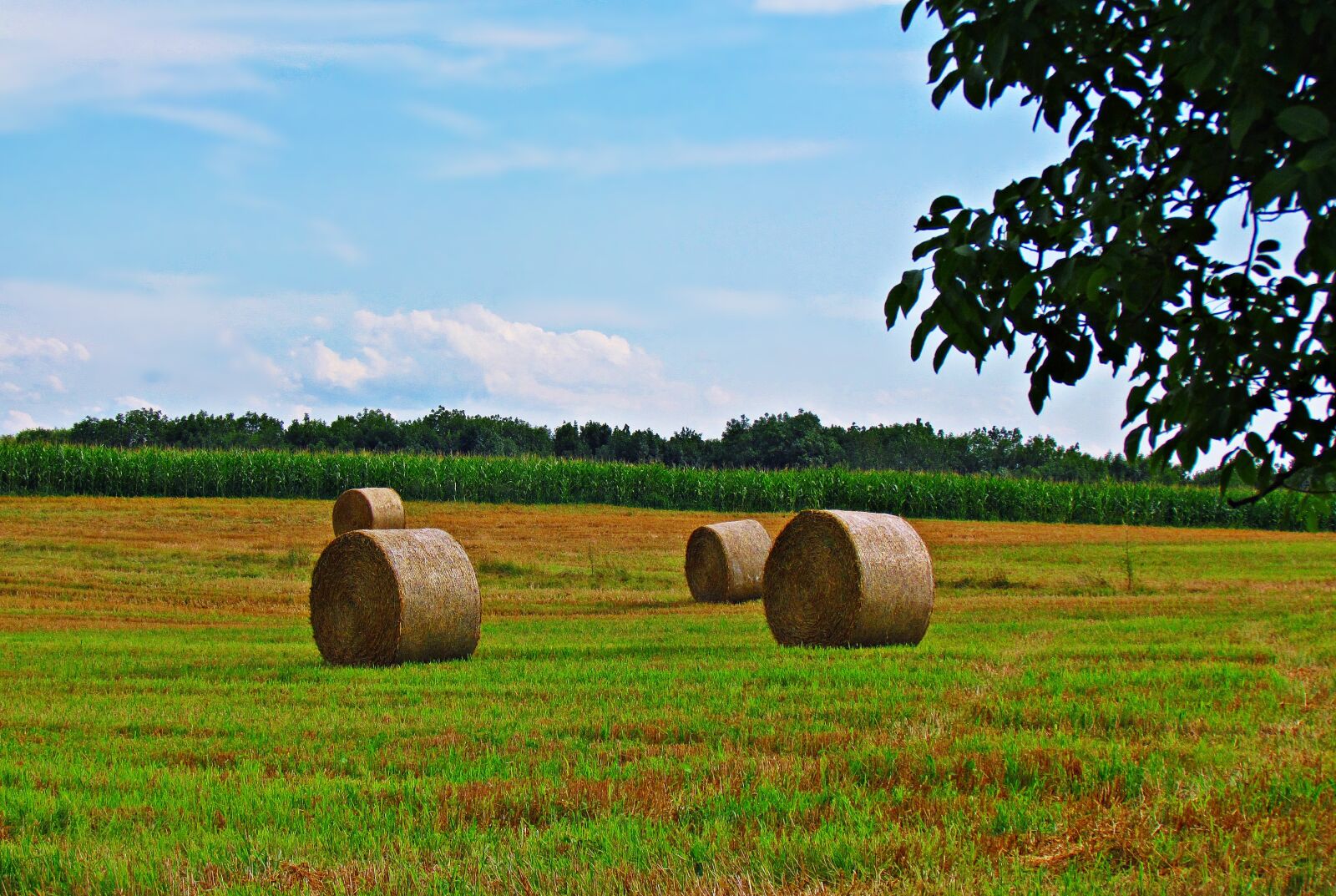 Canon PowerShot SX30 IS sample photo. Meadow, hay, grass photography